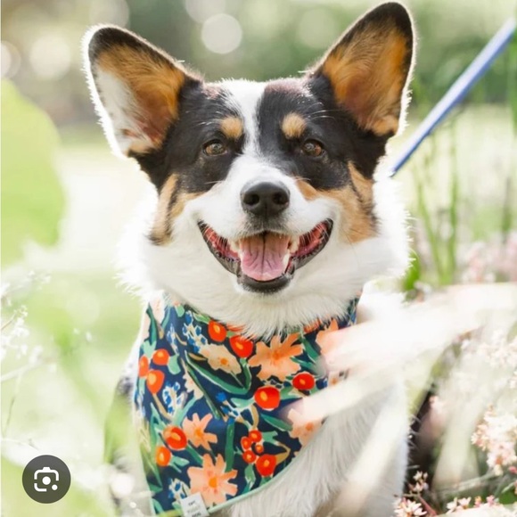 EUC Foggy Dog Inky Blooms Bandana - Large - Picture 3 of 3